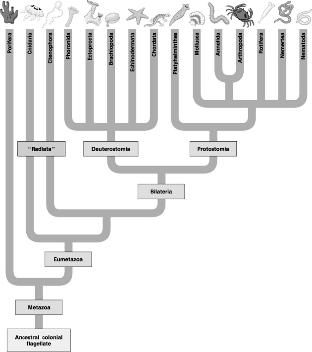 The following eight questions refer to Figure 32.2A (morphological) and Figure 32.2B (molecular) phylogenetic trees of the animal kingdom. Figure 32.2A: Morphological Phylogeny Figure 32.2B: Molecular Phylogeny -If the traditional phylogeny (Fig. 32.2A)eventually becomes obsolete, the formerly close relationship depicted between the annelids and arthropods will probably be viewed, in retrospect, as an instance of