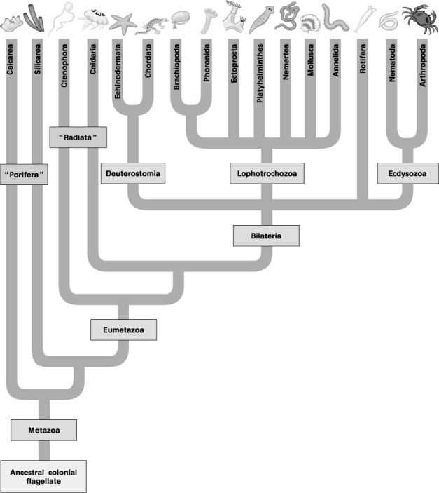 The following eight questions refer to Figure 32.2A (morphological) and Figure 32.2B (molecular) phylogenetic trees of the animal kingdom. Figure 32.2A: Morphological Phylogeny Figure 32.2B: Molecular Phylogeny -If the traditional phylogeny (Fig. 32.2A)eventually becomes obsolete, the formerly close relationship depicted between the annelids and arthropods will probably be viewed, in retrospect, as an instance of
