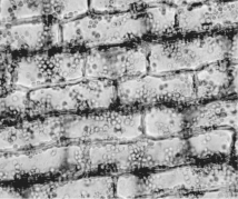 <strong> Figure 35.1 Which of the following are True statements about the cells shown in the photograph in Figure 35.1 above?</strong> A)They are parenchyma cells. B)They are photosynthetic. C)They are usually found in roots. D)They are phloem cells. E)Both A and B.