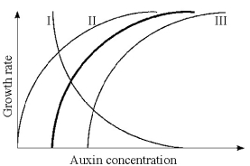 <strong>  Figure 39.1 The heavy line in Figure 39.1 illustrates the relationship between auxin concentration and cell growth in stem tissues. If the same range of concentrations were applied to lateral buds, what curve would probably be produced?</strong> A)I B)II C)III D)II and III E)either I or III <div style=padding-top: 35px> 