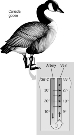 <strong>The following questions refer to Figure 40.1. Figure 40.1 Near the goose's abdomen, the consequence of this arrangement of the arterial and venous blood vessels is that</strong> A)the temperature difference between the vessels is minimized by countercurrent exchange. B)the venous blood is as cold near the abdomen as it is near the feet. C)the blood in the feet as the same temperature as the blood in the abdomen. D)the temperature at the abdomen is less than the temperature at the feet. E)the goose loses the maximum possible amount of heat to the environment.