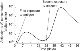 <strong>Use the graph in Figure 43.1 to answer the following questions. Figure 43.1 When would memory cells be produced?</strong> A)between 0 and 7 days B)between 7 and 14 days C)between 28 and 35 days D)between 35 and 42 days E)both A and C