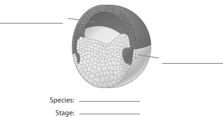 Fill in the blanks in the figure below, and draw arrows showing the movement of ectoderm, mesoderm, and endoderm.