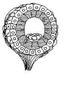 <strong> Figure 50.1 What is the structure diagrammed in Figure 50.1?</strong> A)a neuromast B)a statocyst C)a taste bud D)an ommatidium E)an olfactory bulb
