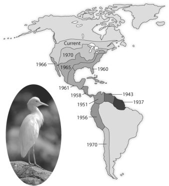 Use the following diagram from the text showing the spread of the cattle egret, Bulbulcus ibis, since its arrival in the New World, to answer the following question. Figure 52.1 -Phytoplankton is most frequently found in which of the following zones?