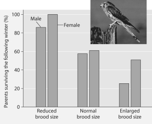 <strong>Please read the paragraph below and review Figure 53.2 to answer the following questions. Researchers in the Netherlands studied the effects of parental caregiving in European kestrels over 5 years. The researchers transferred chicks among nests to produce reduced broods (three or four chicks), normal broods (five or six), and enlarged broods (seven or eight). They then measured the percentage of male and female parent birds that survived the following winter. (Both males and females provide care for chicks.) Brood Size Manipulations in the Kestrel: Effects on Offspring and Parent Survival Figure 53.2 Which of the following pairs of reproductive strategies is consistent with energetic trade-off and reproductive success?</strong> A)Pioneer species of plants produce many very small, highly airborne seeds, while large elephants that are very good parents produce many offspring. B)Female rabbits that suffer high predation rates may produce several litters per breeding season, and coconuts produce few fruits, but most survive when they encounter proper growing conditions. C)Species that have to broadcast to distant habitats tend to produce seeds with heavy protective seed coats, and animals that are caring parents produce fewer offspring with lower infant mortality. D)Free-living insects lay thousands of eggs and provide no parental care, while flowers take good care of their seeds until they are ready to germinate. E)Some mammals will not reproduce when environmental resources are low so they can survive until conditions get better, and plants that produce many small seeds are likely found in stable environments.