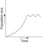 <strong>Which of the following is a likely graphic outcome of a population of deer introduced to an island with an adequate herbivory and without natural predators, parasites, or disease?</strong> A) B) C) D) E)