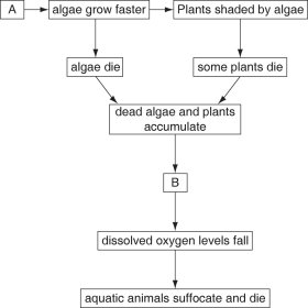 <strong>Use the incomplete diagram below, illustrating some of the steps involved in eutrophication to answer the following questions. Figure 55.3 What would be a likely entry for box B?</strong> A)decomposer population carries on cellular respiration and uses up oxygen B)plants no longer producing oxygen C)warm water holding less oxygen than cold water D)fish that cannot acclimate to low oxygen levels E)carbon dioxide building up from cellular respiration by decomposers