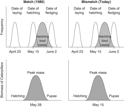<strong>Use the information below to answer the following questions. Flycatcher birds that migrate from Africa to Europe feed their nestlings mostly with moth caterpillars. The data presented show the mean dates of egg laying, hatching, and fledging of flycatcher young, and the 1980 and 2000 peak mass of caterpillars. Figure 55.4 The most likely cause for the shift in caterpillar peak mass is</strong> A)pesticide use. B)earlier migration returns of flycatchers. C)an innate change of biological clock by caterpillars. D)global warming. E)a decrease in the amount of calcium in the ecosystem.