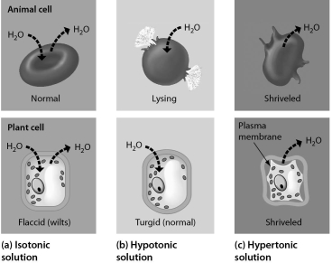 <strong>Examine the cells below.Cells with a higher concentration of ions than the surrounding medium tend to ______. </strong> A) stay about the same size and shape B) expand C) shrink D) divide