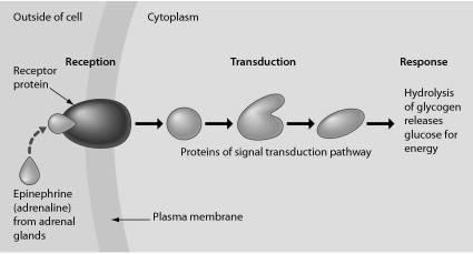 <strong>Examine the following figure.Imagine that cell signaling using a signal transduction pathway is like a person answering the door after hearing the doorbell ring.Which structure in this figure is like the button for the doorbell? </strong> A) epinephrine B) the receptor protein C) proteins of the signal transduction pathway D) the plasma membrane