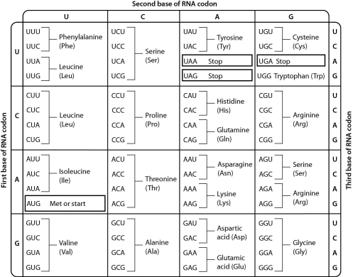 <strong>Examine the genetic code table,shown below.The codon AGC codes for the amino acid ______. </strong> A) serine B) arginine C) threonine D) alanine