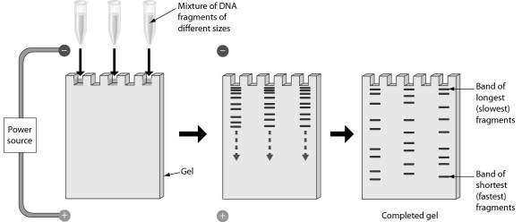 The following figure shows that gel electrophoresis can be used to separate repetitive DNA sequences. Gel electrophoresis separates DNA fragments because ______.