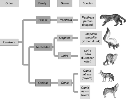 <strong>Examine the evolutionary relationships represented in the following figure.Based upon this diagram,the two most closely related species are ______. </strong> A) leopards and striped skunks B) leopards and European otters C) European otters and coyotes D) coyotes and wolves