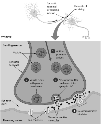 <strong>Examine the neurotransmitters in the synapse in the accompanying figure.What might happen to these neurotransmitters after they have carried the signal to the receiving neuron? The neurotransmitters are ______. </strong> A) transported back to the sending neuron B) absorbed by the receiving neuron C) incorporated into the membrane structure of the receiving neuron D) incorporated into the membrane structure of the sending neuron