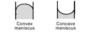 <strong>Mercury forms a convex meniscus with glass and not the concave meniscus formed by water. What does this tell you about the cohesive forces within mercury versus the adhesive forces between mercury and glass? </strong> A)Mercury sticks to itself (adhesive forces)better than it sticks to the glass (cohesive forces). B)The cohesive forces of the glass repel the mercury. C)Mercury sticks to itself (cohesive forces)better than it sticks to the glass (adhesive forces). D)The adhesive forces of the glass attract the mercury.