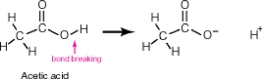 <strong>Acetic acid, shown below, has 4 hydrogen atoms-one bonded to an oxygen and three bonded to a carbon. When this molecule behaves as an acid, it donates only the hydrogen bonded to the oxygen. The hydrogens bonded to the carbon remain intact. Why? </strong> A)The oxygen is much better at accommodating a negative charge than is carbon. B)The hydrogen attached to the oxygen extends farther away from the center of the molecule. C)The carbon is bonded to three hydrogens while the oxygen is bonded to only one hydrogen. D)The oxygen within acetic acid has two lone pairs of electrons that help to destabilize the oxygen-hydrogen bond.