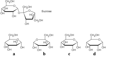 <strong>Shown below is the line structure of a sucrose molecule. Which of the carbohydrates listed would be generated in the cleavage of a sucrose molecule?</strong> A)a B)b C)c D)d E)none of the above