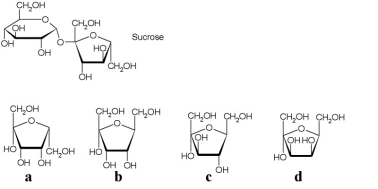 <strong>Shown below is the line structure of a sucrose molecule. Which of the carbohydrates listed would be generated in the cleavage of a sucrose molecule?</strong> A)a B)b C)c D)d E)none of the above