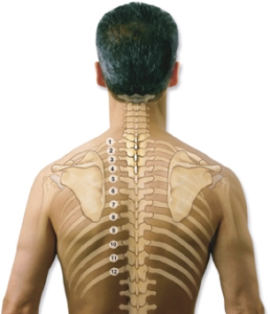 The nurse is performing a physical assessment of the client.Identify the location of the right costovertebral angle on the following figure by drawing an arrow to the site.
