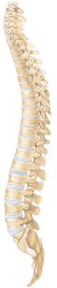 The school nurse is providing an educational meeting with a group of teenaged girls.The nurse is discussing the assessment for scoliosis.Use the diagram below to shade the area of the spine that will be assessed for the condition.