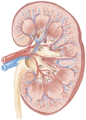 Draw an arrow to the structure in the kidney that is made up of pyramids and calyces,whose function is to collect urine and transport it into the renal pelvis.