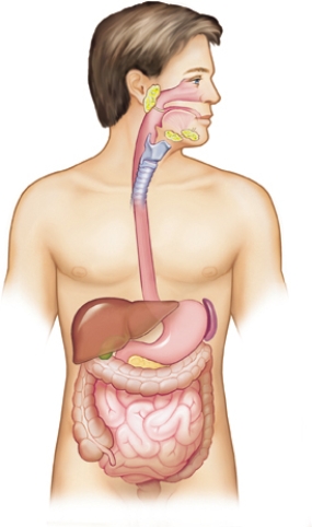 The nurse is speaking with the client during the focused interview.The client states,My doctor said that my spleen was enlarged.Where is my spleen? Draw an arrow to the location of the spleen.