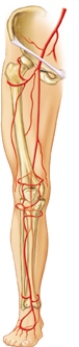 The nurse is preparing to assess the client's dorsalis pedis pulse.Draw an arrow to where this pulse can be palpated on the following figure.