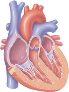 The client's healthcare provider determines that the client's left ventricle is functioning adequately.Identify the left ventricle by drawing an arrow to it.