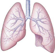 The client aspirated a pea during a meal.The healthcare provider noted that the pea was in the bronchus.Draw an arrow to the most likely site of the pea.