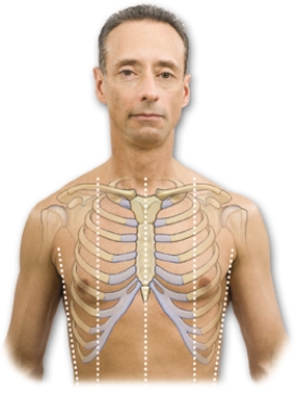 Draw an arrow that points to the right anterior axillary line (AAL).