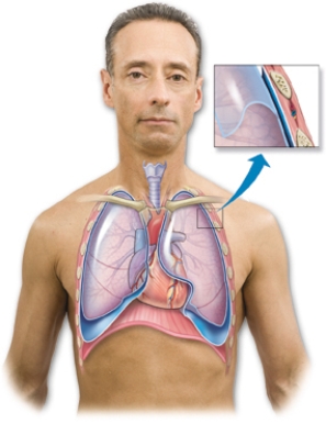 Draw an arrow to the area where tracheal breath sounds can be auscultated.