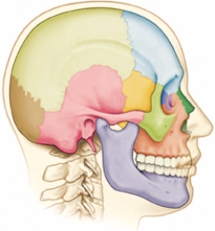 The nurse is assessing the client's neck.Draw an X over the location of the axis.