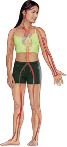 The nurse is assessing a client's left femoral pulse.Identify the area on the diagram below where the nurse would locate this pulse.
