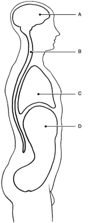 <strong> Figure 1.1 Using Figure 1.1, match the following cavities:</strong> A) D B) A C) C D) B Abdominal cavity.