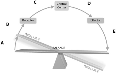 <strong> Figure 1.2 Using Figure 1.2, match the following descriptions to the most appropriate letter on the diagram:</strong> A) E B) A C) B D) D E) C Appropriate response information is sent through efferent pathways.