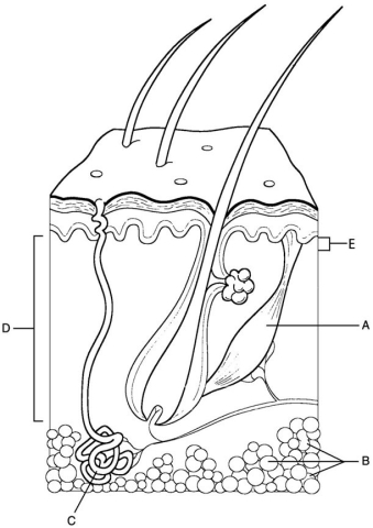 <strong> Figure 5.1 Using Figure 5.1, match the following:</strong> A) A B) E C) C D) D E) B Where capillary loops are found.