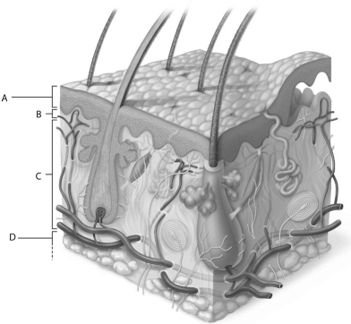 <strong> Figure 5.2 Using Figure 5.2, match the following:</strong> A) A B) B C) C D) D Hypodermis.