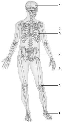 <strong> Figure 6.1 Using Figure 6.1, match the following bone types with the numbered structure: -Bone 2.</strong> A)Irregular B)Flat C)Sesamoid D)Short E)Long