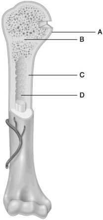 <strong> Figure 6.2 Using Figure 6.2, match the following:</strong> A) A B) D C) C D) B Location of the epiphyseal line.