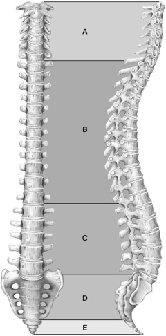 <strong> Figure 7.1 Using Figure 7.1, match the following:</strong> A) A B) D C) B D) C E) E Contains a pivot joint that allows you to rotate your head no.