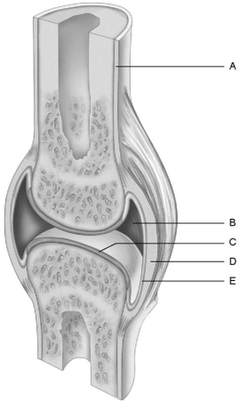 <strong> Figure 8.1 Using Figure 8.1, match the following:</strong> A) A B) C C) D D) E E) B Articular cartilage.