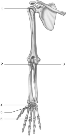 <strong> Figure 8.2 Using Figure 8.2, what type of axial movement does each joint have?</strong> A) uniaxial B) biaxial C) nonaxial D) multiaxial Joint 3.