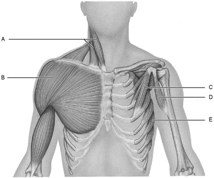 <strong> Figure 10.2 Using Figure 10.2, match the following:</strong> A) C B) D C) B D) E E) A Deltoid.