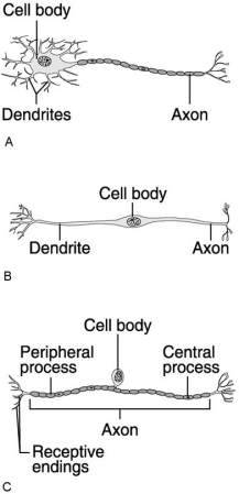 <strong> Figure 11.1 Using Figure 11.1, match the following:</strong> A) C B) B C) A In a reflex arc,which neuron has its cell body inside the spinal cord?