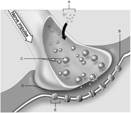 <strong> Figure 11.2 Using Figure 11.2, match the following:</strong> A) C B) E C) B D) D E) A Synaptic cleft.