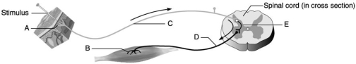 <strong> Figure 13.2 Using Figure 13.2, identify the following components of the reflex arc:</strong> A) E B) C C) A D) B E) D Motor neuron.