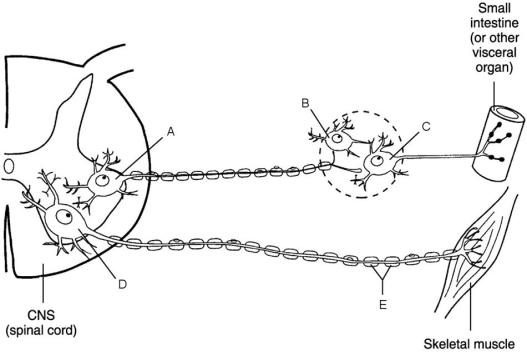 <strong> Figure 14.1 Using Figure 14.1, match the following:</strong> A) C B) A C) E D) D Myelin sheath.