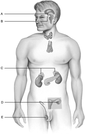 <strong> Figure 16.1 Using Figure 16.1, match the following:</strong> A) C B) D C) B D) E E) A Produces the hormones that direct the production of the secondary male sex characteristics.