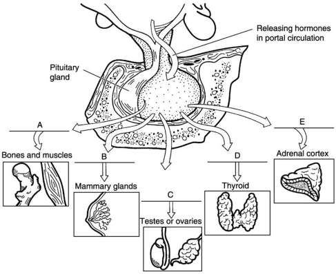 <strong> Figure 16.2 Using Figure 16.2, match the following anterior pituitary hormones with their targets:</strong> A) B B) A C) C D) D E) E Prolactin.